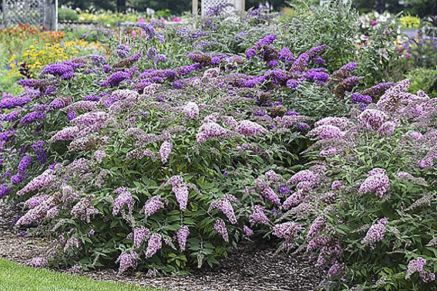 bushes with purple cone like flowers